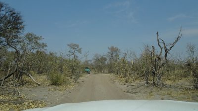 sur la piste de la réserve de Moremi (Botswana)
