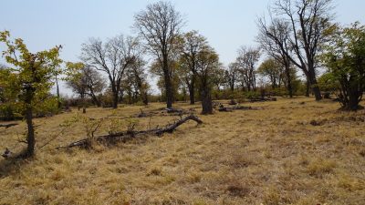 Paysage de la Réserve de Moremi (Botswana)