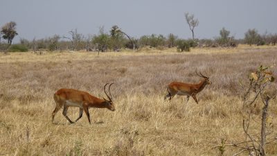 Impalas - Réserve de Moremi (Botswana)