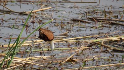 Jacana - Réserve de Moremi (Botswana)