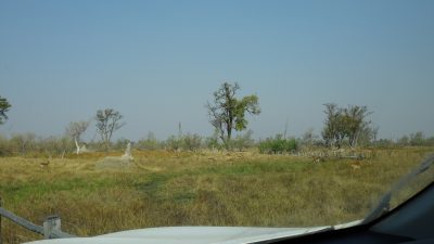 Impalas - Réserve de Moremi (Botswana)