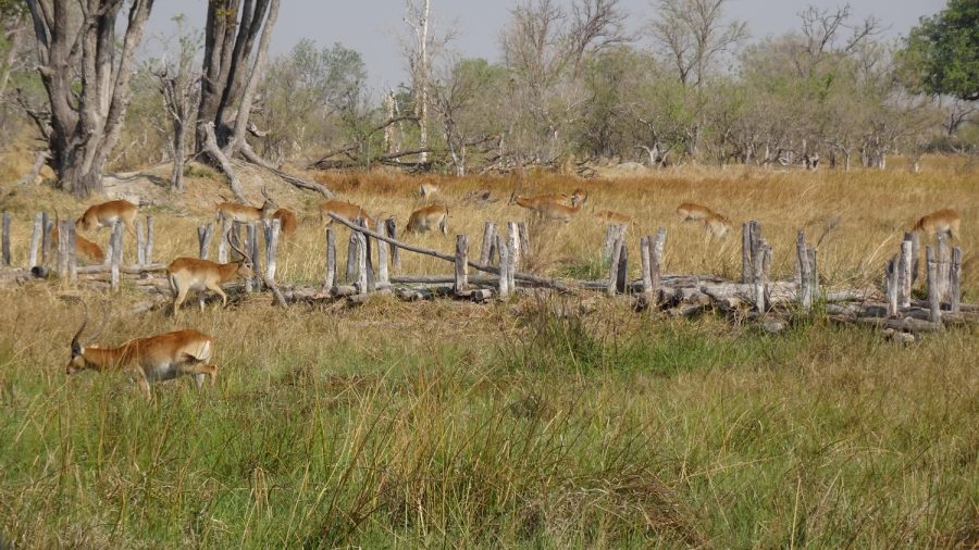Impalas - Réserve de Moremi (Botswana)