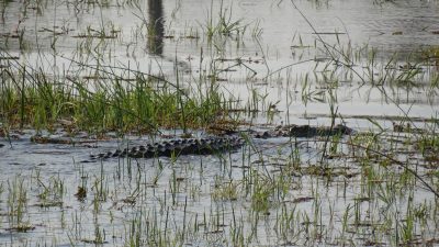 Crocodile - Réserve de Moremi (Botswana)