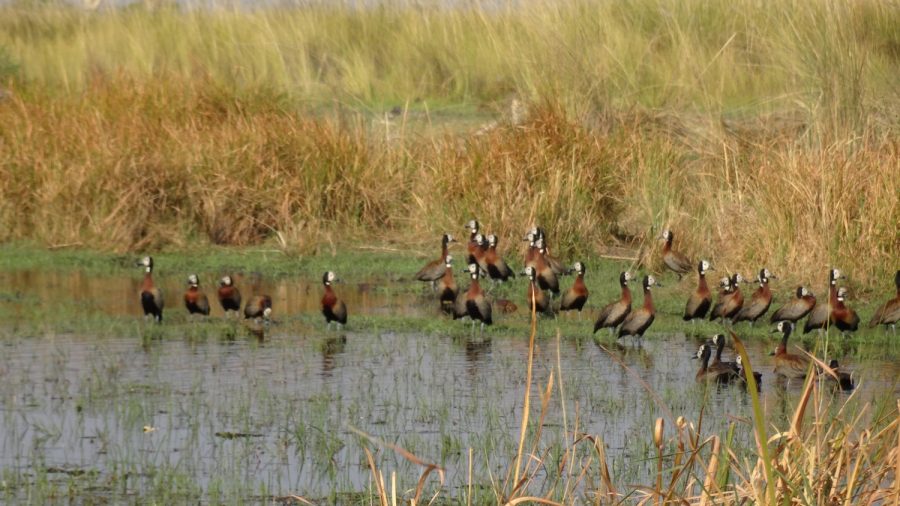 White-Face Ducks dans la réserve de Moremi - Botvswana