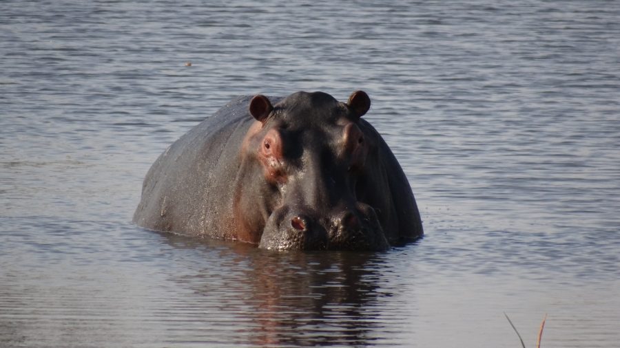 Hippopotames - Réserve de Moremi (Botswana)