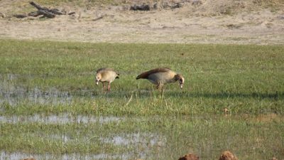 Oies égyptiennes dans la réserve de Moremi - Botvswana