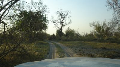 Piste dans la Réserve de Moremi (Botswana)