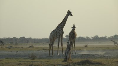Girafes - Réserve de Moremi (Botswana)