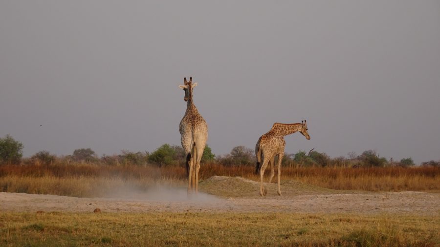 Girafes - Réserve de Moremi (Botswana)