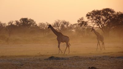 Girafes - Réserve de Moremi (Botswana)