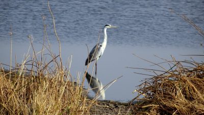 Héron gris - Réserve de Moremi (Botswana)