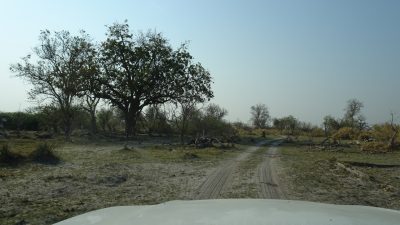 Sur la piste de la Réserve de Moremi (Botswana)
