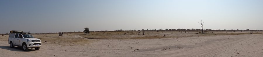 Paysage plat de la Réserve de Moremi (Botswana)