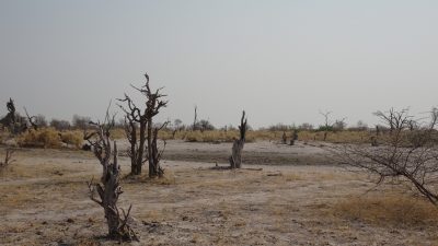 Paysage de la Réserve de Moremi (Botswana)
