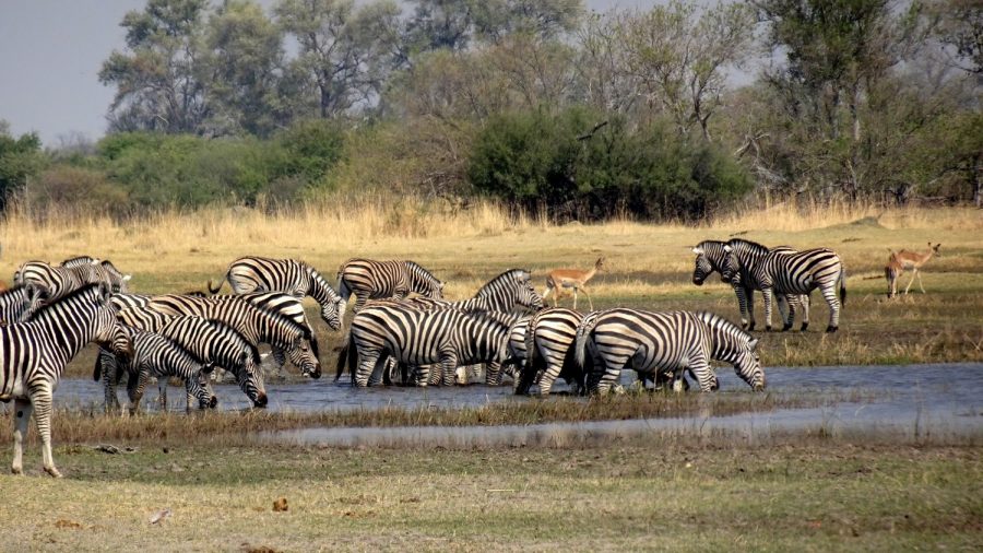 Zèbres et springboks - Réserve de Moremi (Botswana)