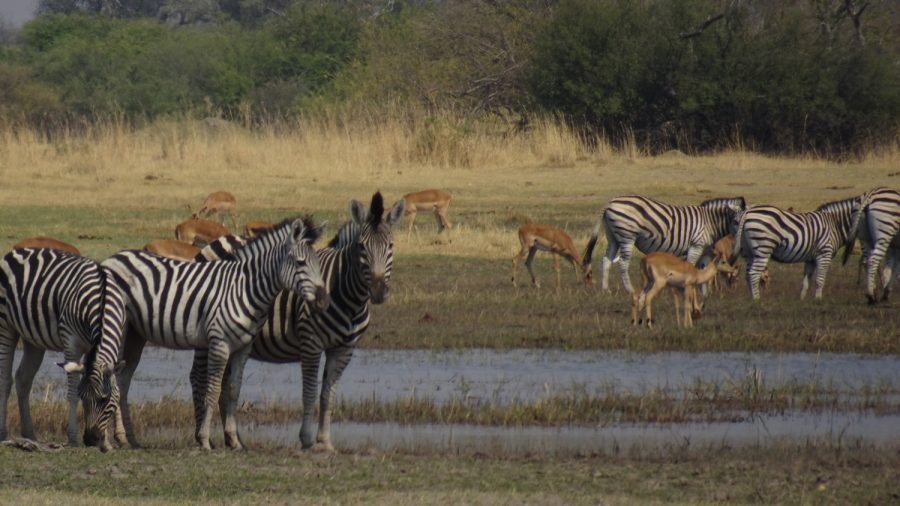 Zèbres et Springbocks - Réserve de Moremi (Botswana)