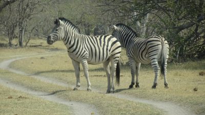 Zèbres - Réserve de Moremi (Botswana)