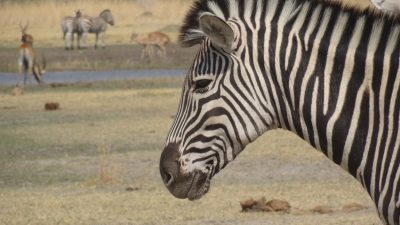 Zèbres - Réserve de Moremi (Botswana)