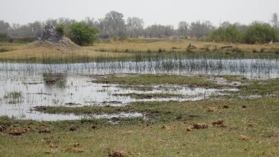 Paysage de la Réserve de Moremi (Botswana)