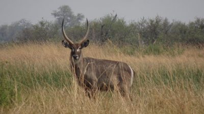 Waterbuck - Réserve de Moremi (Botswana)