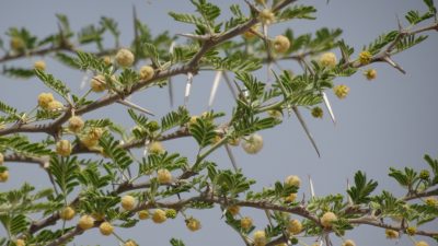 Arbuste - Réserve de Moremi (Botswana)