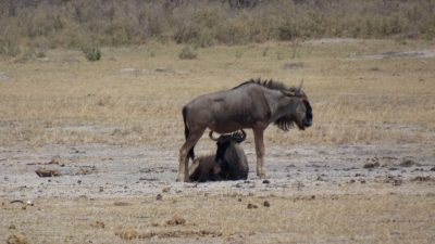 Gnous - Réserve de Moremi (Botswana)