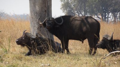 Buffles - Réserve de Moremi (Botswana)
