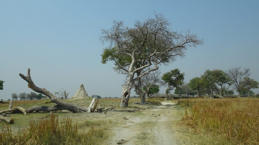 Paysage de la Réserve de Moremi (Botswana)