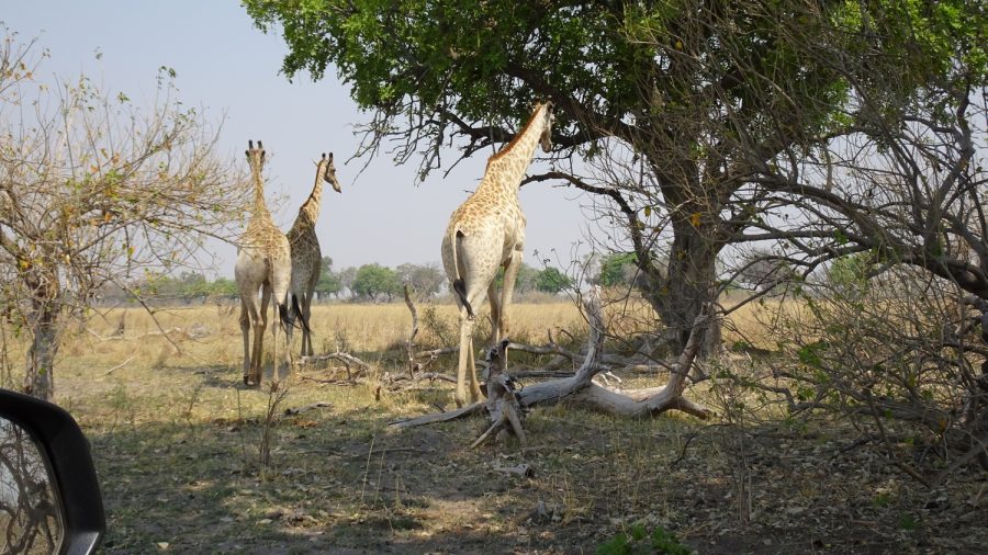 Girafes - Réserve de Moremi (Botswana)