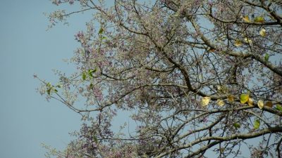 Arbuste - Réserve de Moremi (Botswana)