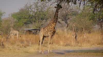 Girafes au campsite de Third Bridge - Réserve de Moremi (Botswana)