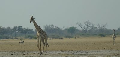 Girafes - Réserve de Moremi (Botswana)