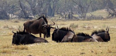 Gnous - Réserve de Moremi (Botswana)