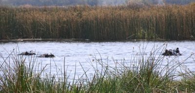 Hippopotames - Réserve de Moremi (Botswana)