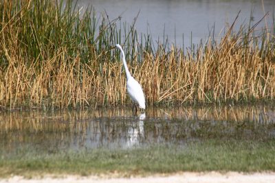 Aigrette - Réserve de Moremi (Botswana)