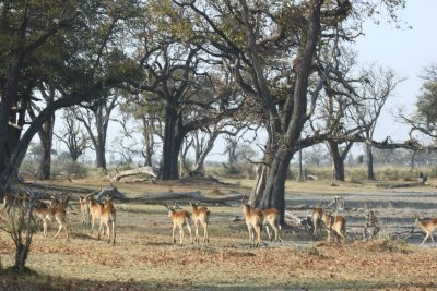 Impalas - Réserve de Moremi (Botswana)