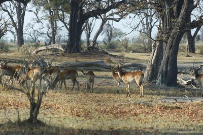 Impalas - Réserve de Moremi (Botswana)