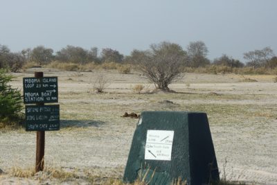 Sur la piste de la Réserve de Moremi (Botswana)