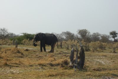 éléphant - Réserve de Moremi (Botswana)
