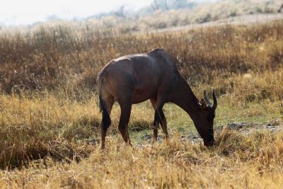 Bubale roux - Réserve de Moremi (Botswana)