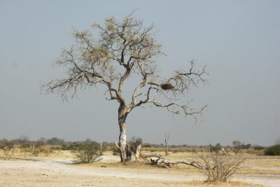 Paysage de la Réserve de Moremi (Botswana)