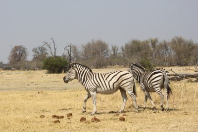 Zèbres - Réserve de Moremi (Botswana)