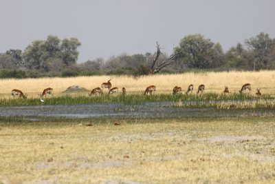 Springbocks - Réserve de Moremi (Botswana)