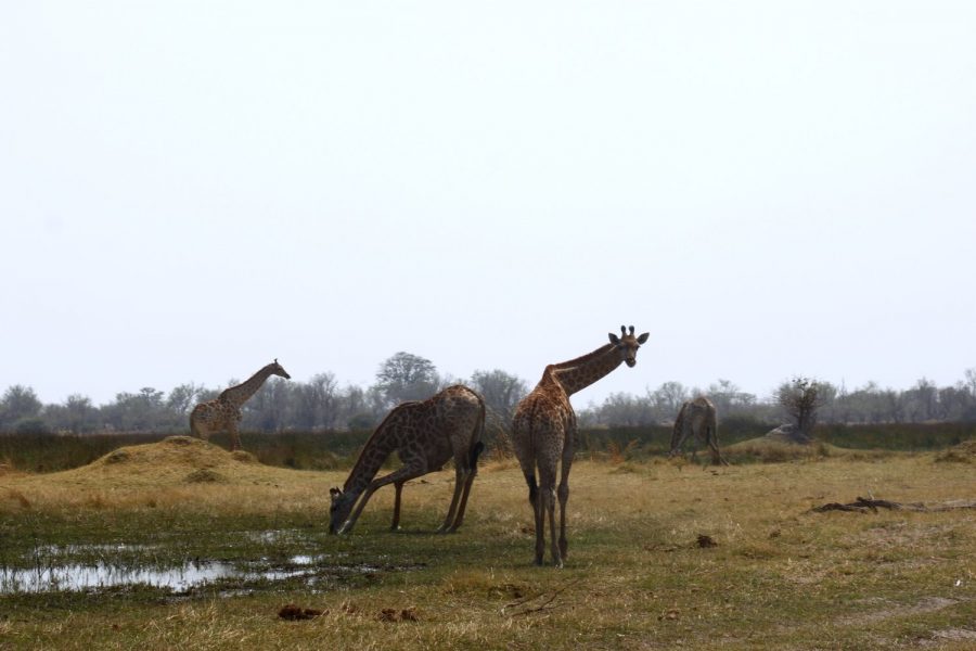 Girafes - Réserve de Moremi (Botswana)