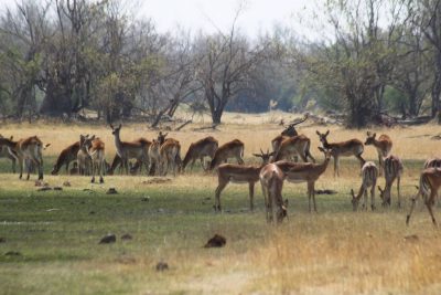 Impalas et Springbocks - Réserve de Moremi (Botswana)