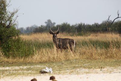 Waterbuck - Réserve de Moremi (Botswana)