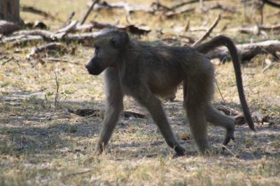 Babouin - Réserve de Moremi (Botswana)