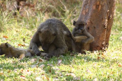 Babouins aux chutes Victoria - Zimbabwe