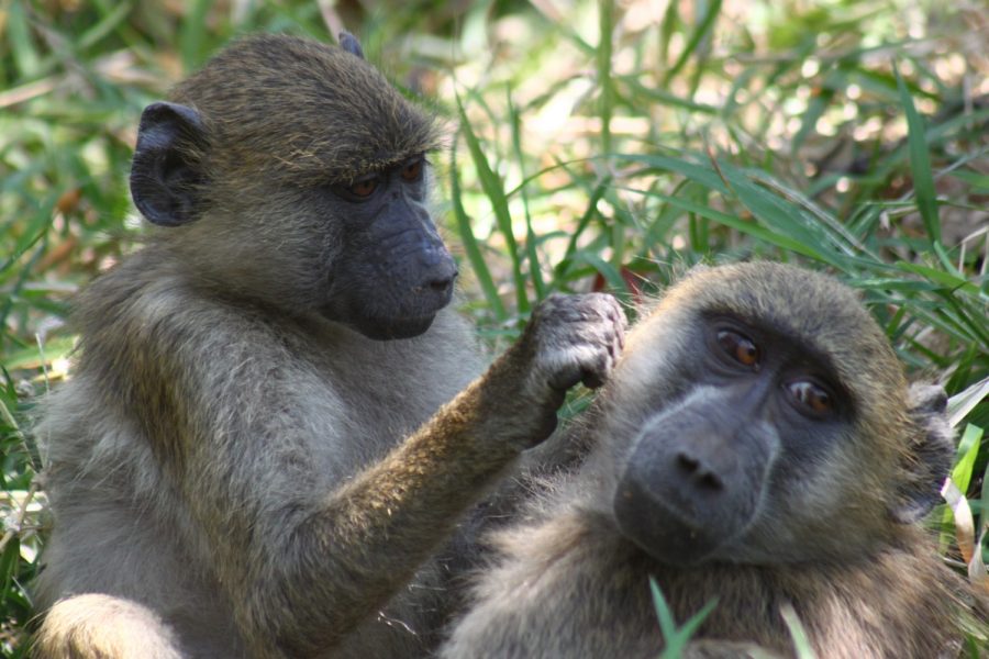 Babouins aux chutes Victoria - Zimbabwe