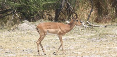 Impalas - Réserve de Moremi (Botswana)